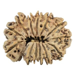 13 Mukhi Rudraksha 29.6mm 6gm - Rudraksha back