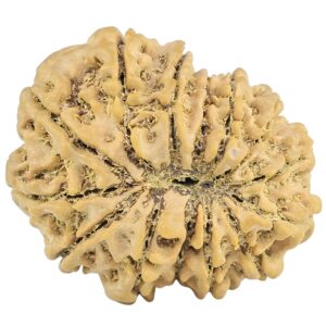 14 Mukhi Rudraksha 24.4mm 3.27gm - Rudraksha back