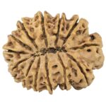 13 Mukhi Rudraksha 32.1mm 5.09gm - Rudraksha back
