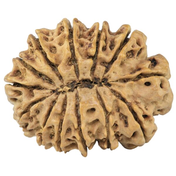 13 Mukhi Rudraksha 32.1mm 5.09gm - Rudraksha back