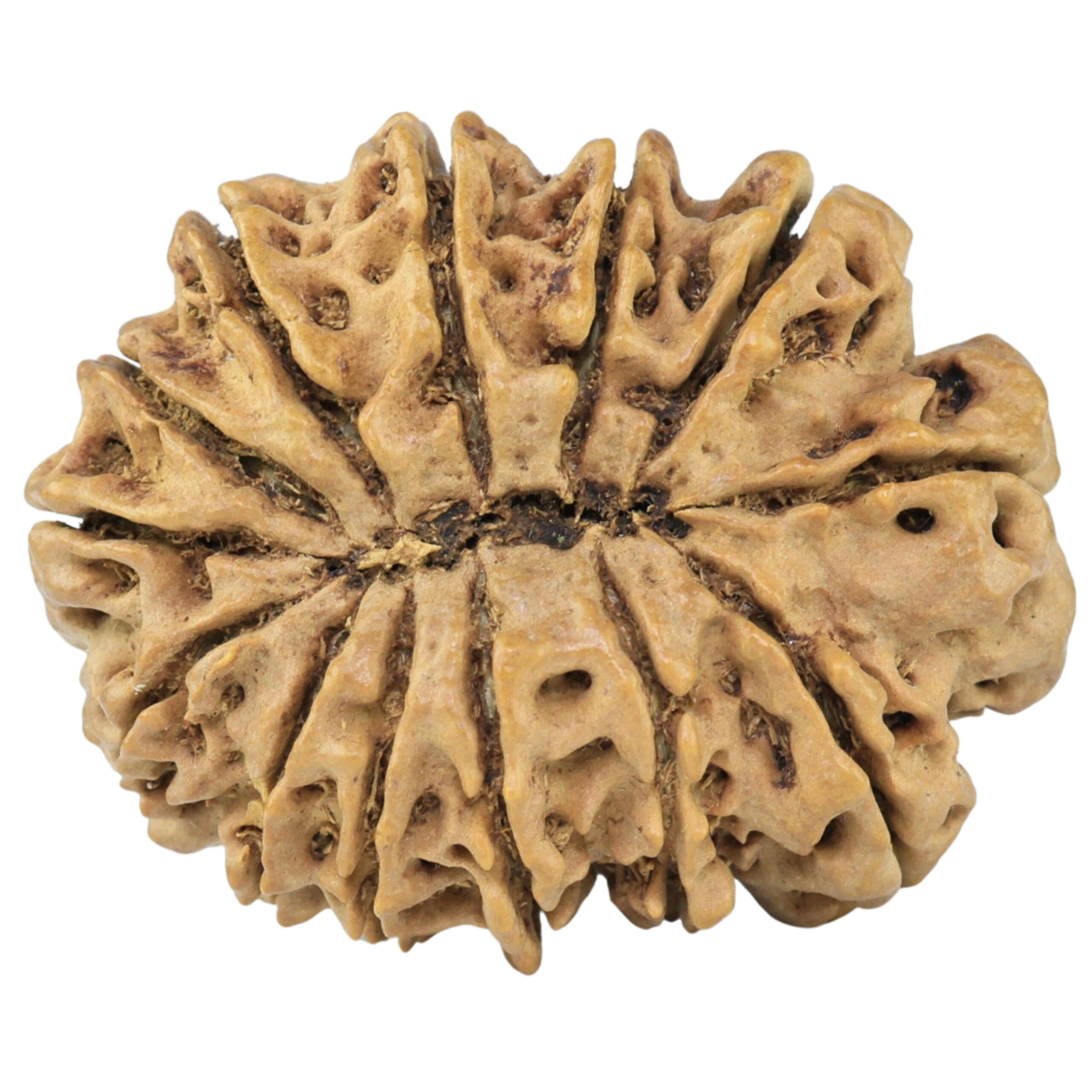 13 Mukhi Rudraksha 32.1mm 5.09gm - Rudraksha back