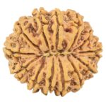 13 Mukhi Rudraksha 32.1mm 7.46gm - Rudraksha back