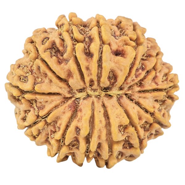 13 Mukhi Rudraksha 32.1mm 7.46gm - Rudraksha back