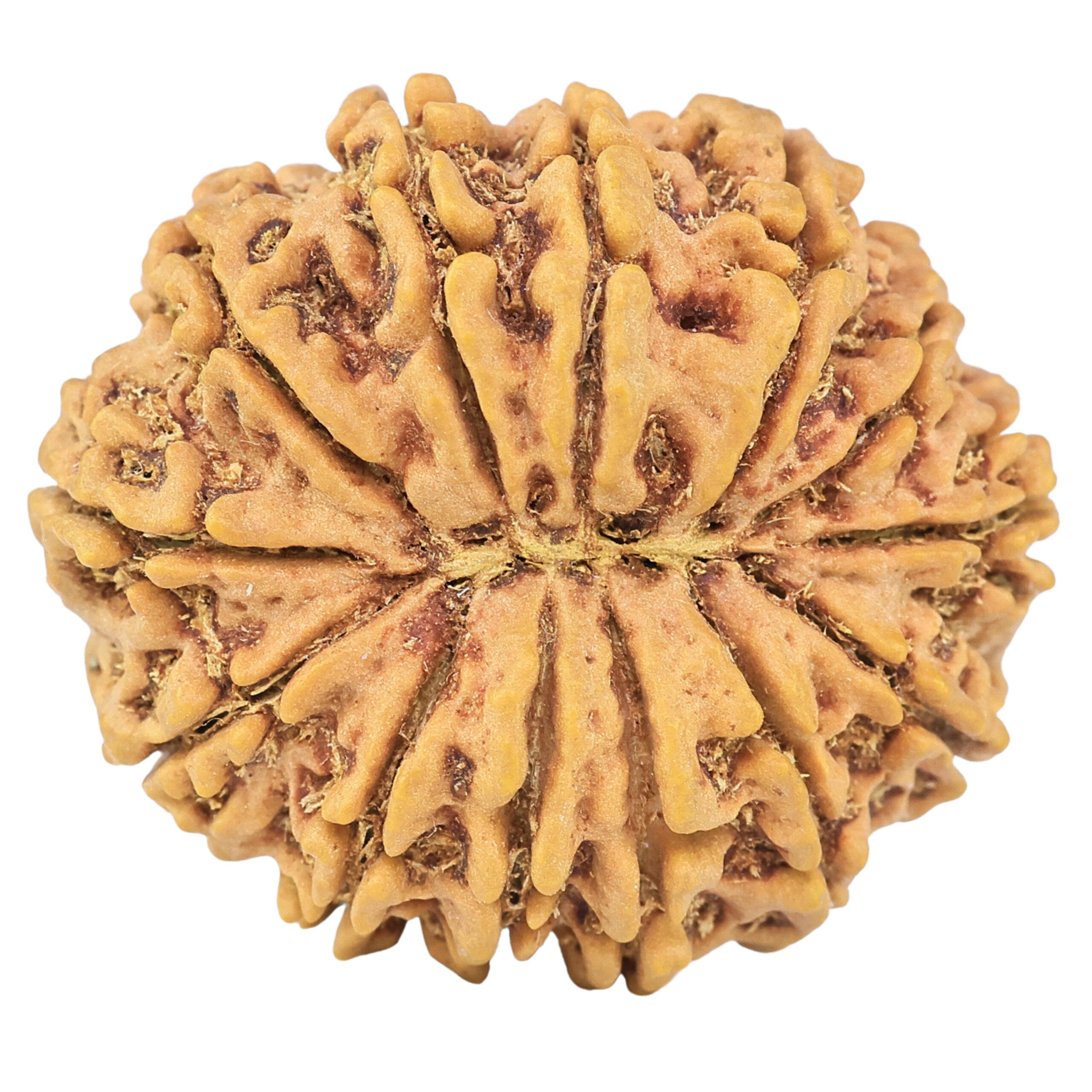 13 Mukhi Rudraksha 32.1mm 7.46gm - Rudraksha back