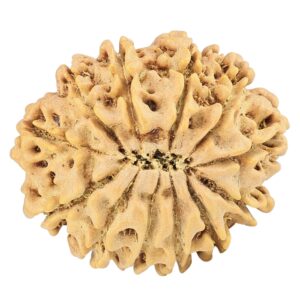 12 Mukhi Rudraksha 26mm 3.92gm - Rudraksha back