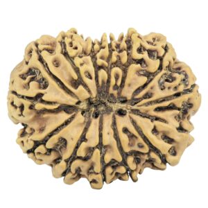 14 Mukhi Rudraksha 28.4mm 4.06gm - Rudraksha back