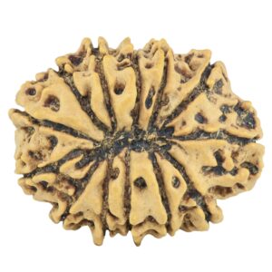 13 Mukhi Rudraksha 25.5mm 3.24gm - Rudraksha back