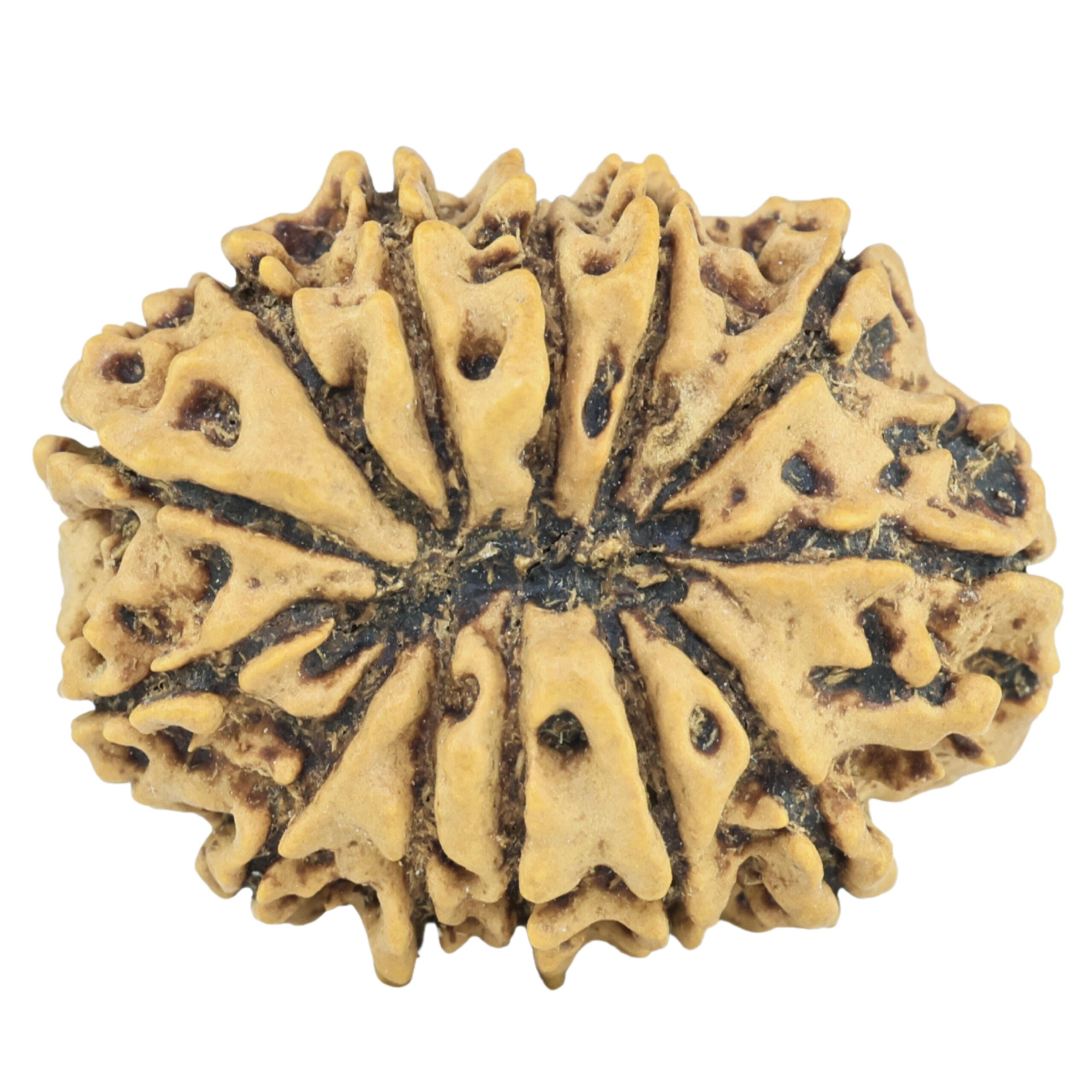 13 Mukhi Rudraksha 25.5mm 3.24gm - Rudraksha back