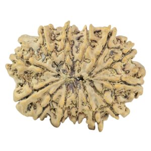 13 Mukhi Rudraksha 33mm 6gm - Rudraksha back