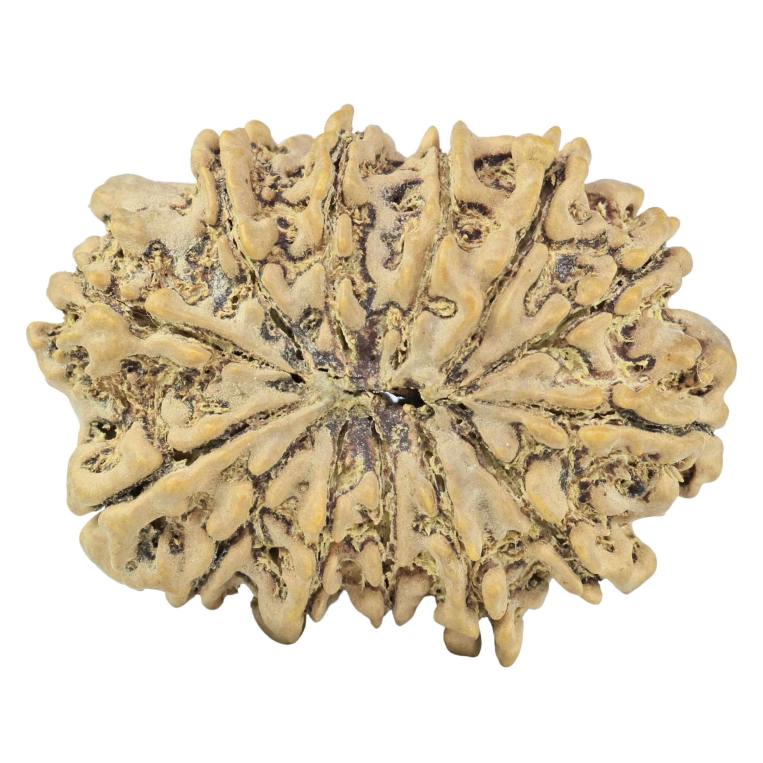 13 Mukhi Rudraksha 33mm 6gm - Rudraksha back