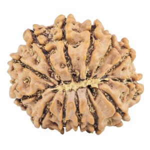 13 Mukhi Rudraksha 22mm 2.85gm - Rudraksha back
