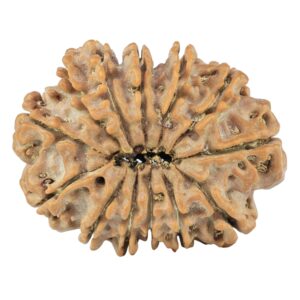 13 Mukhi Rudraksha 31.6mm 5.8gm - Rudraksha back