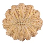 12 Mukhi Rudraksha 32.2mm 9.48gm - Rudraksha back