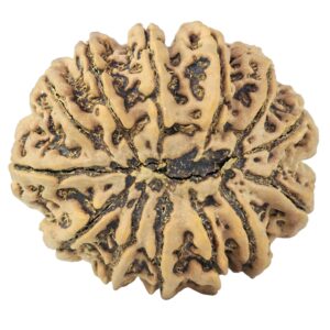 13 Mukhi Rudraksha 33.8mm 8.11gm - Rudraksha back
