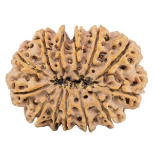 13 Mukhi Rudraksha 33.9mm 7gm - Rudraksha back