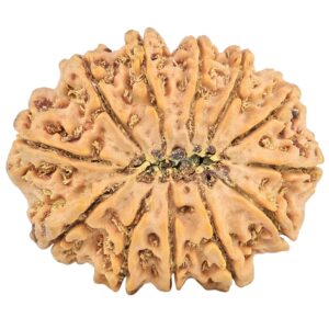 12 Mukhi Rudraksha 35.1mm 9.64gm - Rudraksha back