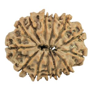 13 Mukhi Rudraksha 27.2mm 4.5gm - Rudraksha back