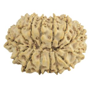 14 Mukhi Rudraksha 25.8mm 2.9gm - Rudraksha back