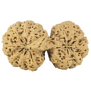 14 Mukhi Gaurishankar 42.9mm 8.84gm - Rudraksha back
