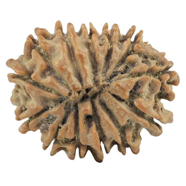 13 Mukhi Rudraksha 23.1mm 3.12gm - Rudraksha back