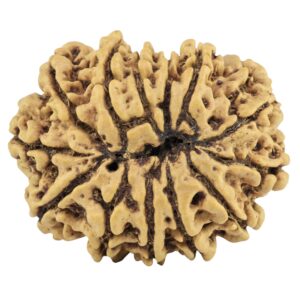 13 Mukhi Rudraksha 29.2mm 4.63gm - Rudraksha back