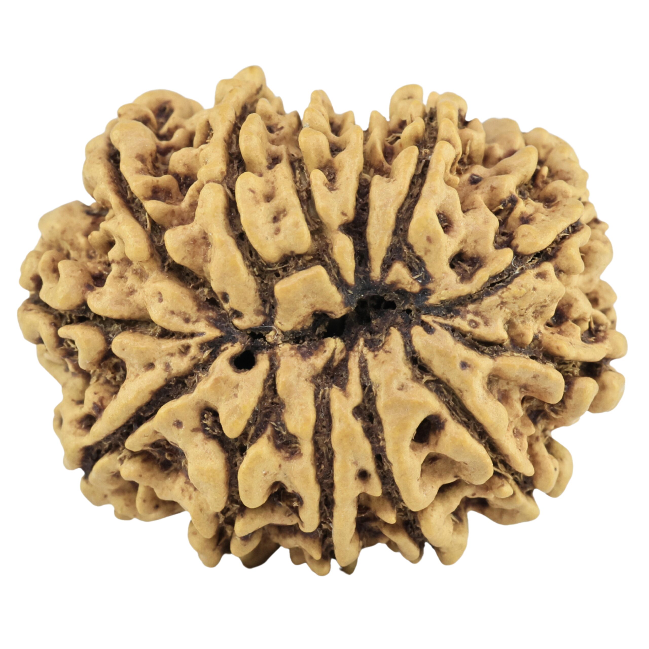 13 Mukhi Rudraksha 29.2mm 4.63gm - Rudraksha back
