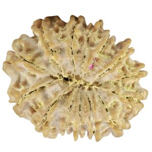 14 Mukhi Rudraksha 23.8mm 3.13gm - Rudraksha back