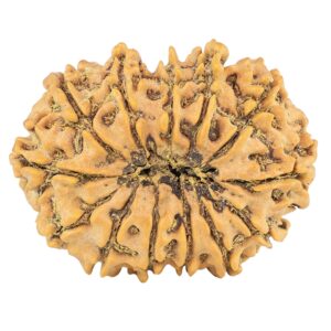 13 Mukhi Rudraksha 32.5mm 5.53gm - Rudraksha back
