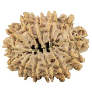 13 Mukhi Rudraksha 28.2mm 5.12gm - Rudraksha back
