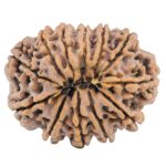 12 Mukhi Rudraksha 32.1mm 7.69gm - Rudraksha back