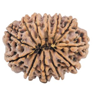 12 Mukhi Rudraksha 32.1mm 7.69gm - Rudraksha back