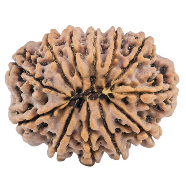 12 Mukhi Rudraksha 32.1mm 7.69gm - Rudraksha back