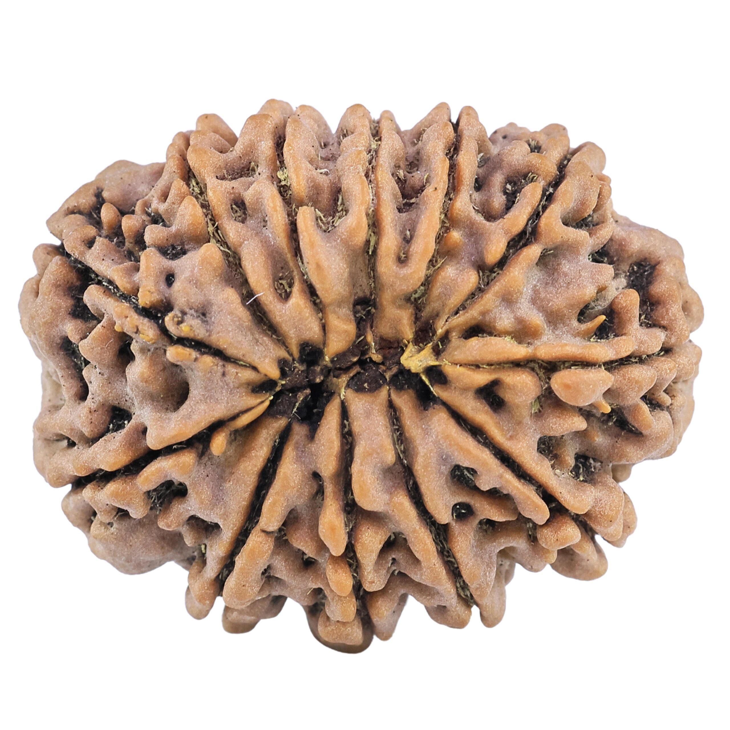 12 Mukhi Rudraksha 32.1mm 7.69gm - Rudraksha back