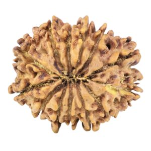 13 Mukhi Rudraksha 23.4mm 3.25gm - Rudraksha back