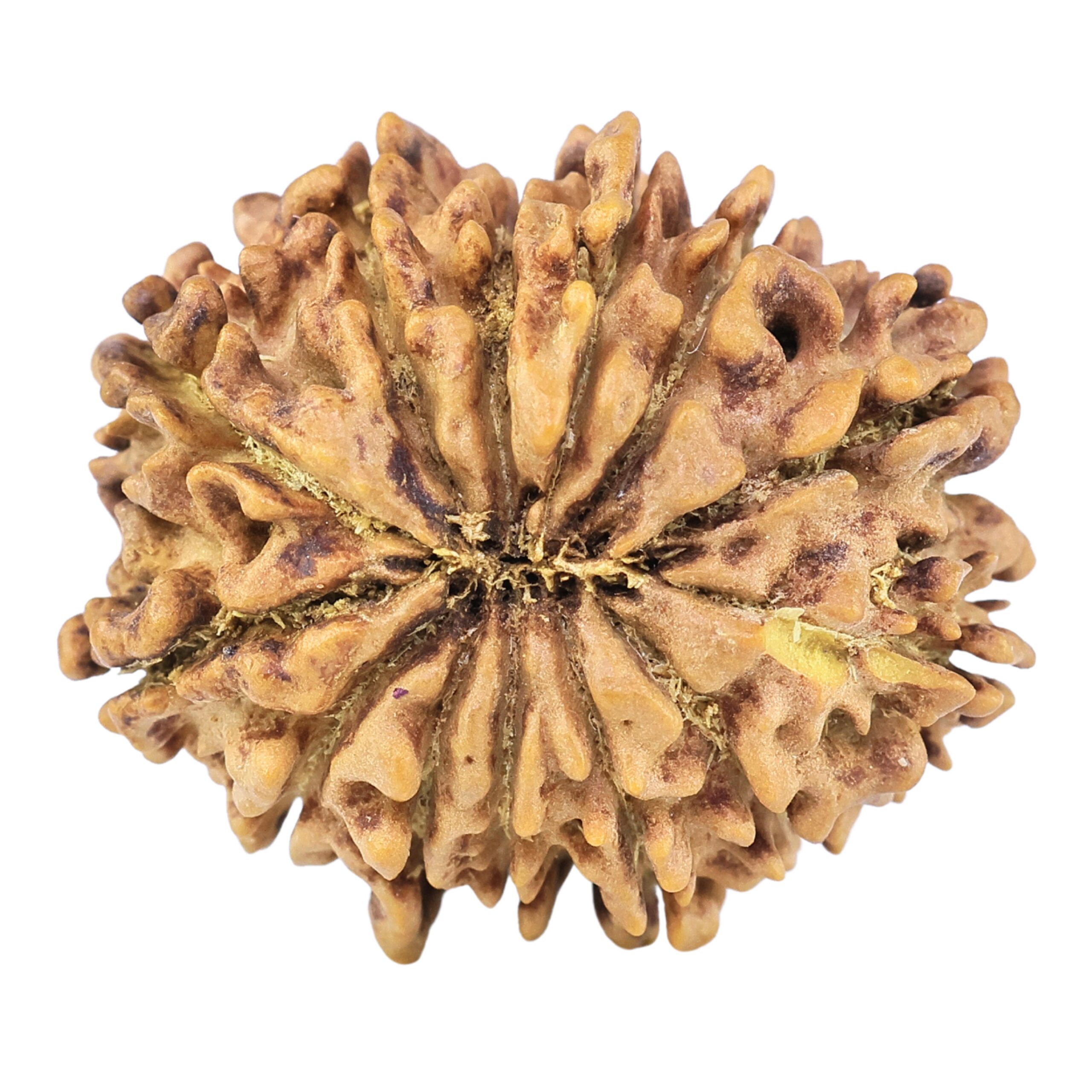 13 Mukhi Rudraksha 23.4mm 3.25gm - Rudraksha back