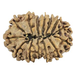 14 Mukhi Rudraksha 25.2mm 3gm - Rudraksha back