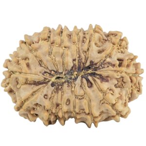 14 Mukhi Rudraksha 27.7mm 4.6gm - Rudraksha back