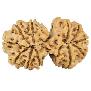 13 Mukhi Gaurishankar 39.3mm 8.79gm - Rudraksha back