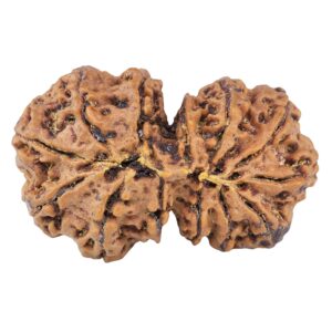 13 Mukhi Gaurishankar 38mm 9.74gm - Rudraksha back