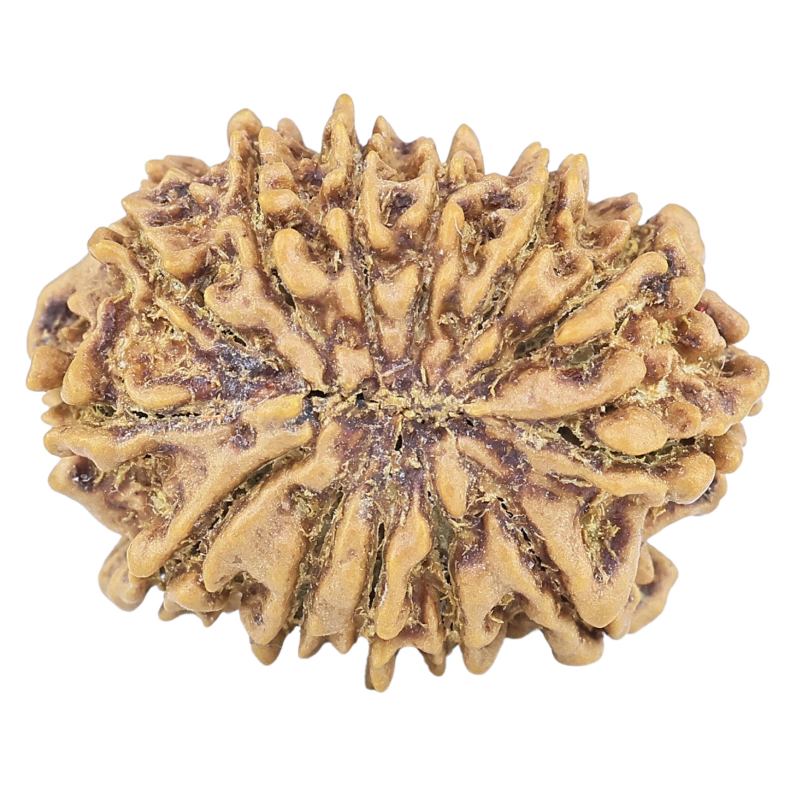 13 Mukhi Rudraksha 20.1mm 1.75gm - Rudraksha back