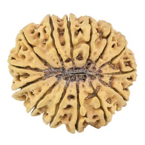 14 Mukhi Rudraksha 35.7mm 7.81gm - Rudraksha back