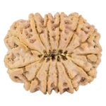 13 Mukhi Rudraksha 32mm 7.88gm - Rudraksha back
