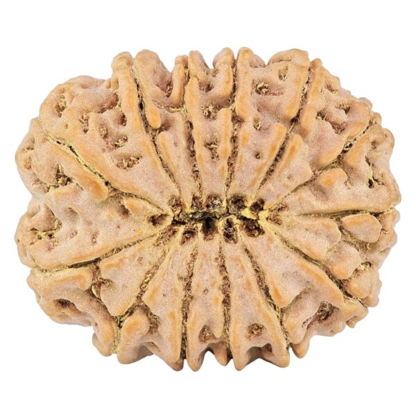 13 Mukhi Rudraksha 32mm 7.88gm - Rudraksha back
