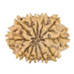 12 Mukhi Rudraksha 26.3mm 3.53gm - Rudraksha back