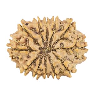 12 Mukhi Rudraksha 26.3mm 3.53gm - Rudraksha back