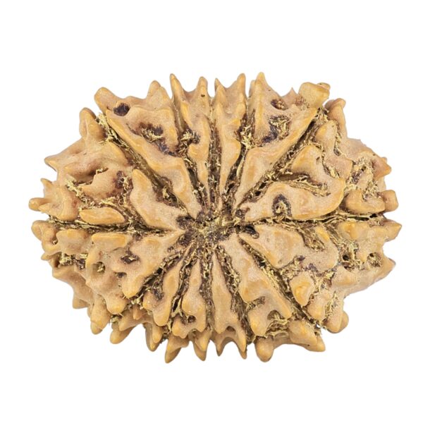 12 Mukhi Rudraksha 26.3mm 3.53gm - Rudraksha back