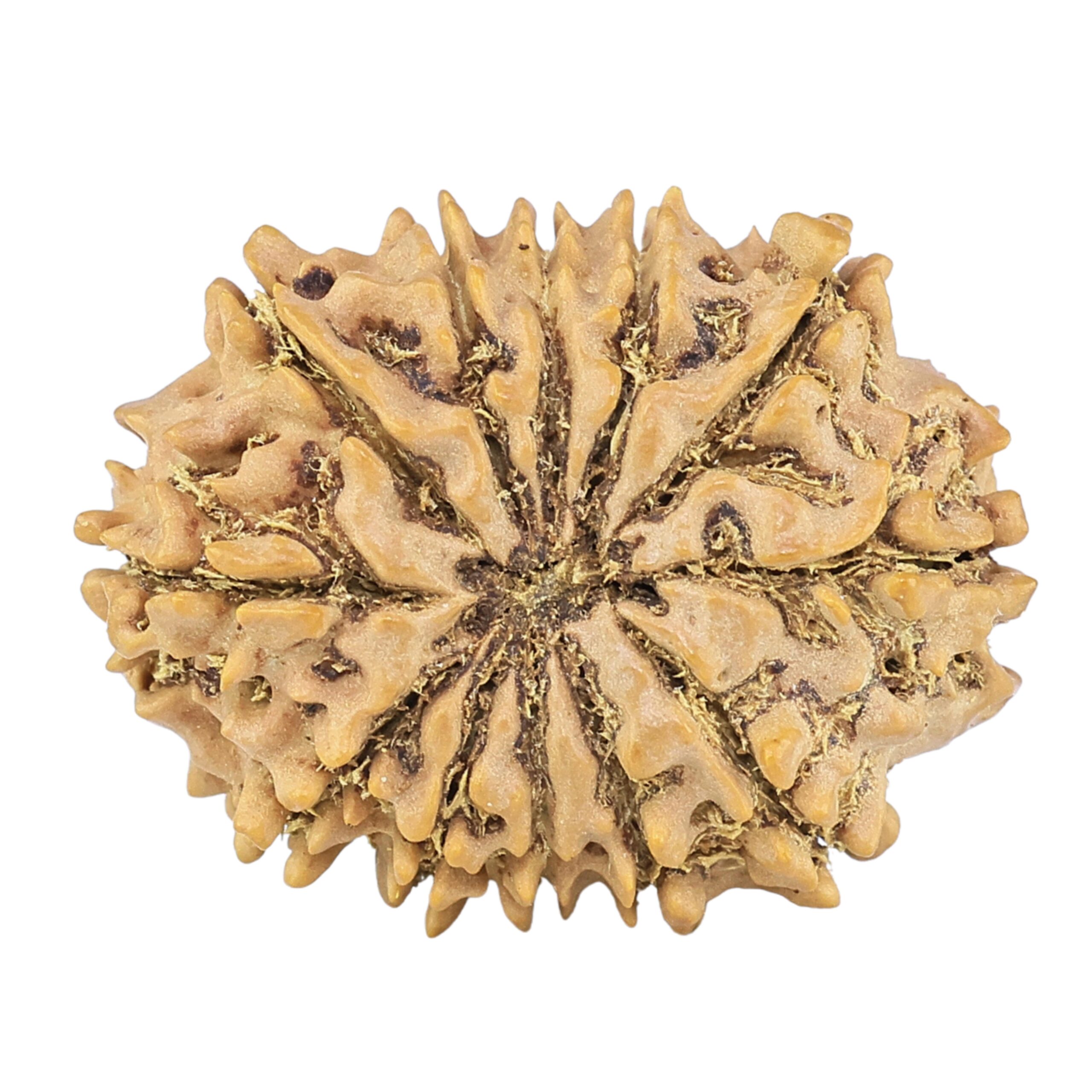 12 Mukhi Rudraksha 26.3mm 3.53gm - Rudraksha back