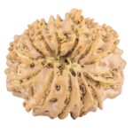 13 Mukhi Rudraksha 22.5mm 3gm - Rudraksha back