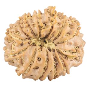 13 Mukhi Rudraksha 22.5mm 3gm - Rudraksha back