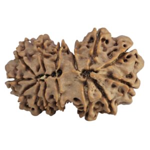 14 Mukhi Gaurishankar 34.7mm 6.2gm - Rudraksha back